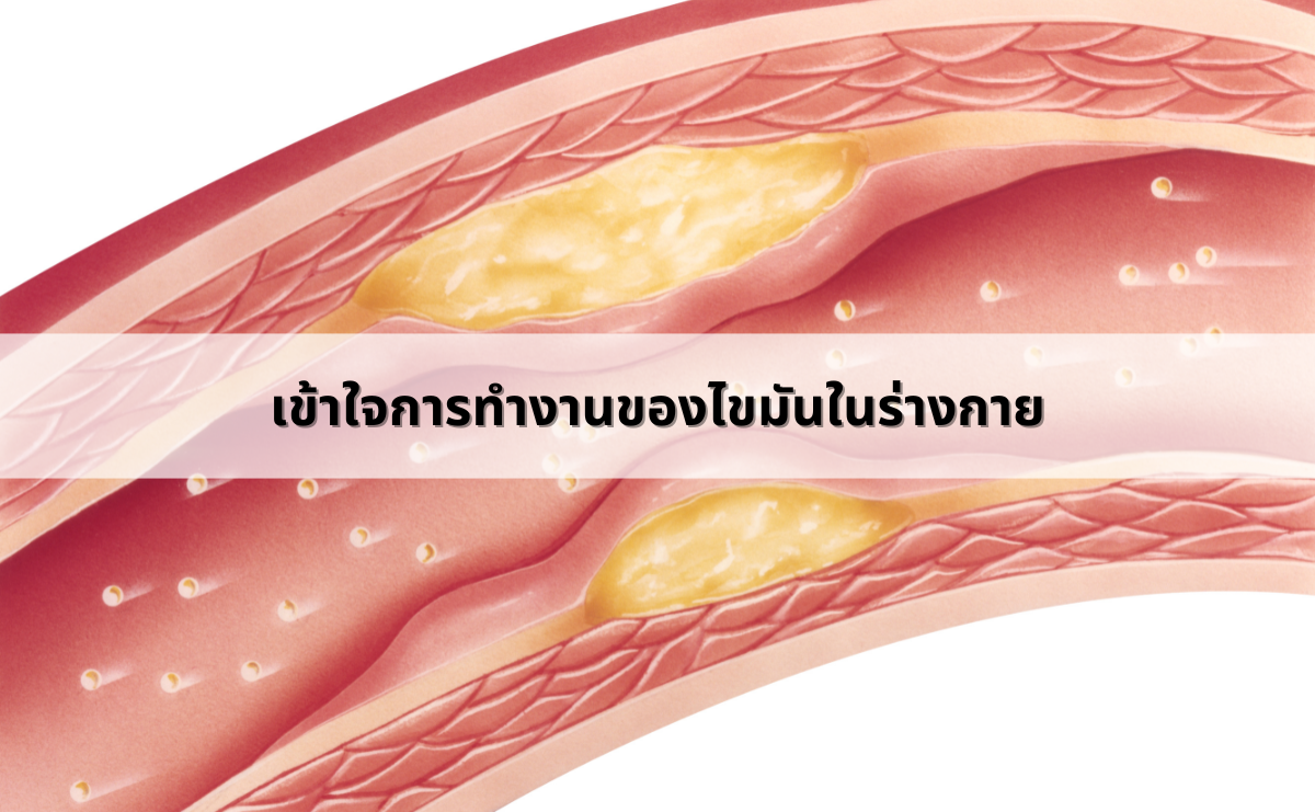 ไขมันในร่างกาย